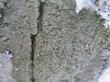 Lecanora caesiorubella image