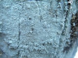Lecanora caesiorubella image