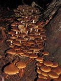 Psathyrella piluliformis image