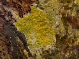 Caloplaca californica image
