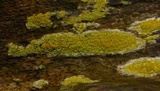 Caloplaca californica image