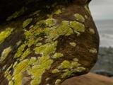 Caloplaca californica image