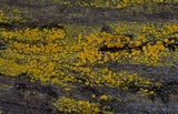 Caloplaca californica image