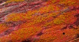 Caloplaca californica image