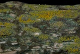 Caloplaca californica image