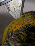 Caloplaca californica image
