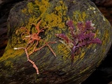 Caloplaca californica image