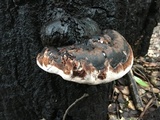 Fomitopsis mounceae image