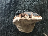 Fomitopsis mounceae image