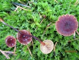 Xeromphalina cornui image