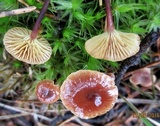 Xeromphalina cornui image