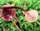 Xeromphalina cornui image
