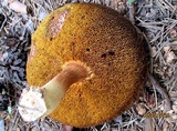 Boletus subtomentosus image