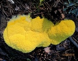 Fuligo septica image