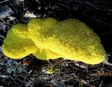 Fuligo septica image