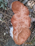 Fuligo septica image