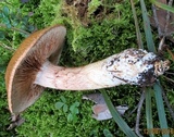 Cortinarius largus image
