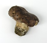 Tricholoma dryophilum image