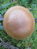 Cortinarius largus image