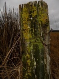 Xanthoria candelaria image