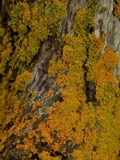 Xanthoria candelaria image