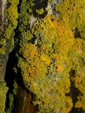 Xanthoria candelaria image