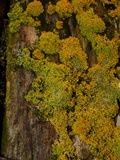 Xanthoria candelaria image