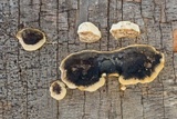 Trametes cingulata image
