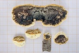 Trametes cingulata image