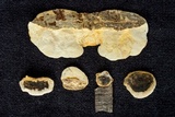 Trametes cingulata image