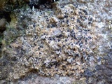 Image of Acrocordia macrospora