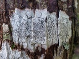 Phaeographis dendritica image