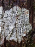 Phaeographis dendritica image