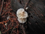 Hemimycena candida image