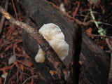 Hemimycena candida image