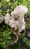 Clitocybe trulliformis image