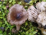 Clitocybe trulliformis image
