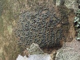 Pyrenula macrospora image