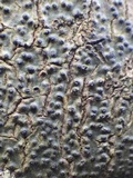 Pyrenula macrospora image