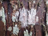Arthonia cinnabarina image