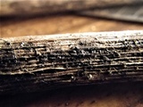 Pestalotia pezizoides image