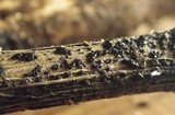Pestalotia pezizoides image
