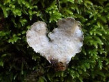 Sticta limbata image