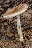 Amanita marmorata image