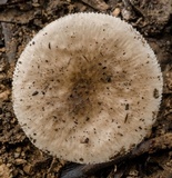 Amanita marmorata image
