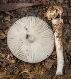 Amanita marmorata image