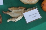 Pleurotus opuntiae image