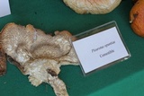 Pleurotus opuntiae image