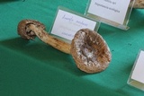 Amanita arocheae image