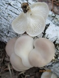Pleurotus pulmonarius image